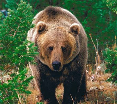 <img:http://mesocatholic.files.wordpress.com/2008/05/grizzly-bear.jpg>